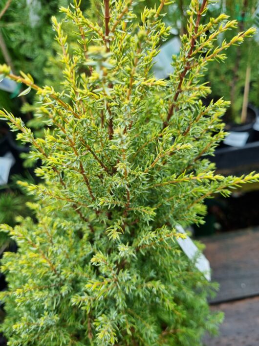 Juniperus communis 'Gold Cone' 8" Pot
