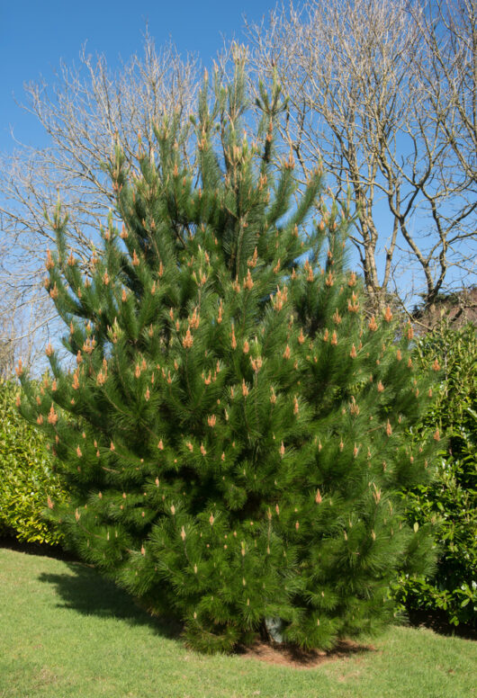 Pinus radiata 'Monterey Pine' 10" Pot