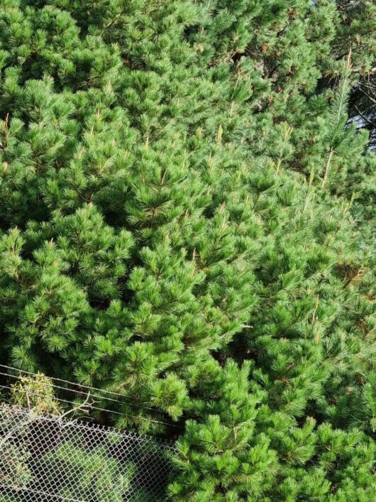 Pinus radiata 'Monterey Pine' 10" Pot