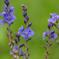 Close-up of Veronica 'Diggers Speedwell' wildflowers with multiple purple buds in a 6" pot, set against a green blurred background.