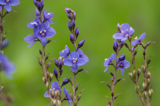 Veronica 'Diggers Speedwell' 6" Pot