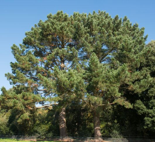 Pinus radiata 'Monterey Pine' 10" Pot