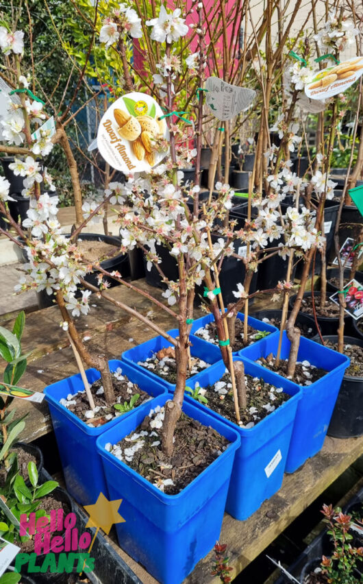 Hello Hello Plants Prunus ‘Self Pollinating’ Dwarf Almond 7″ Pot
