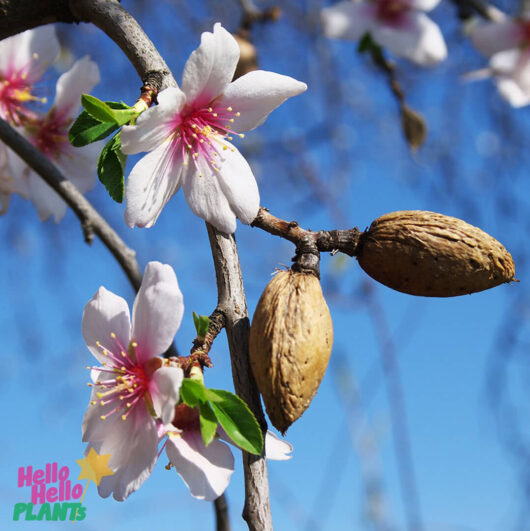 Hello Hello Plants Prunus ‘Self Pollinating’ Dwarf Almond flower fruit