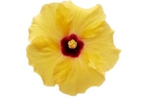 The Hibiscus 'Adonicus Yellow' in a 6" pot features vibrant yellow petals with a rich red center, adding elegance to any space with its delicate bloom viewed from above.