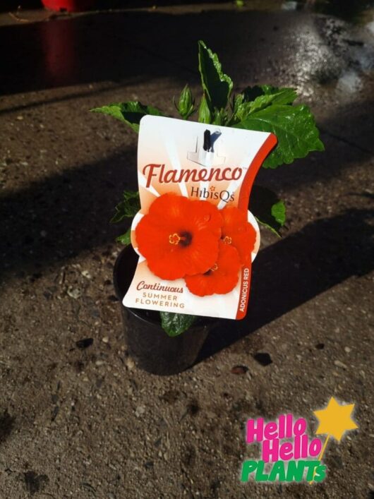 Hibiscus 'Adonicus Red' 6" Pot