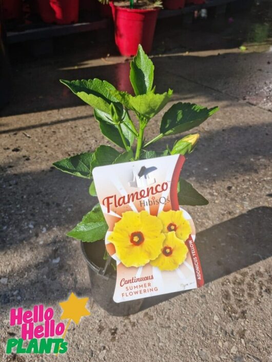 Hibiscus 'Adonicus Yellow' 6" Pot