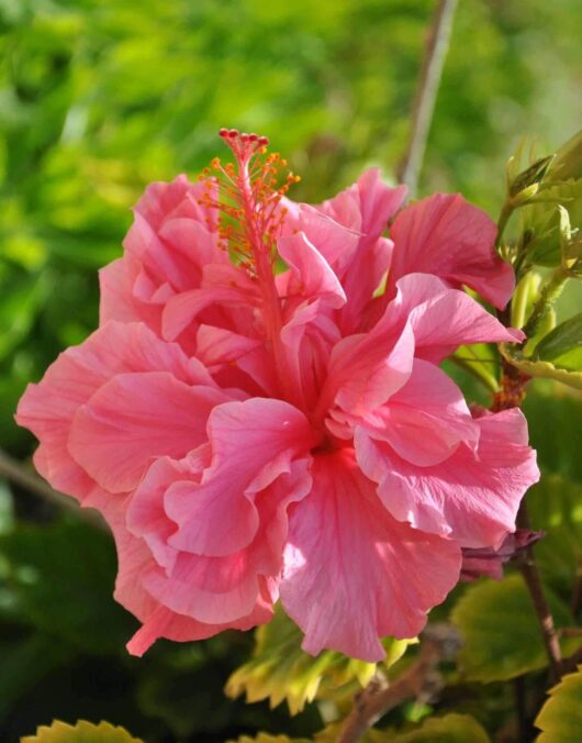 Hibiscus adonicus 'Double Pink' 6" Pot