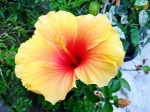 An orange and yellow Hibiscus rosa sinensis with pink red centre summer flowering tropical plant Cuban variety hibiscus