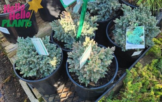 Juniperus squamata 'Blue Star' 8" Pot, featuring striking blue-green foliage, is displayed outdoors for sale, each plant labeled with a tag.