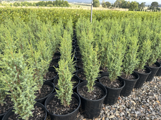 A group of Juniperus communis 'Compressa' 8" Pot trees.