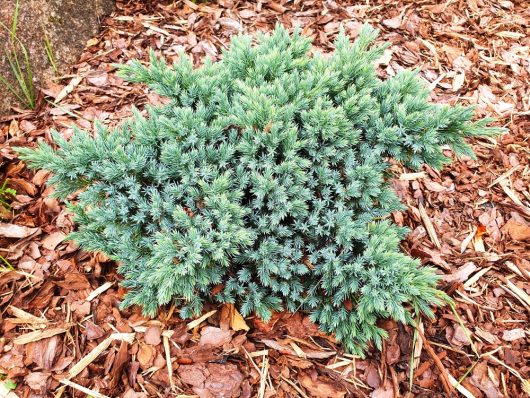 The Juniperus squamata 'Blue Star', a compact evergreen shrub with needle-like leaves, adds charm, texture, and color to your garden. Sold in an 8" pot and nestled in wood mulch, it's the perfect landscape enhancement.