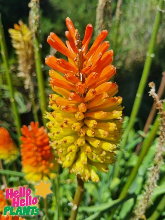 Kniphofia uvaria Poco Sunset 1