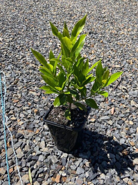 Laurus 'Miles Choice' Bay Tree 2L