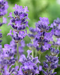 English lavender – Growing and Care