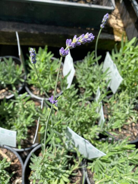 Lavandula 'Ellagance Sky' Lavender 6" Pot