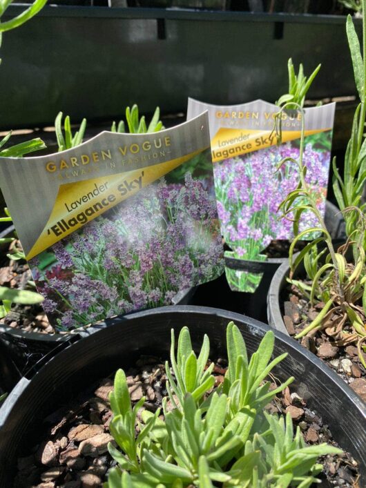 Lavandula 'Ellagance Sky' Lavender 6" Pot