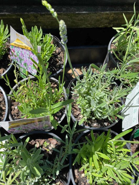 Lavandula 'Ellagance Sky' Lavender 6" Pot