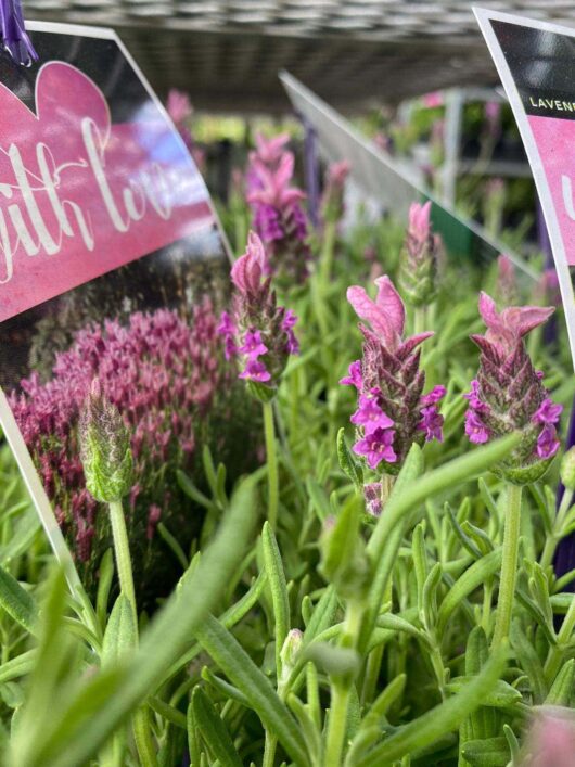 Lavandula 'Lavinnova® With Love' Lavender 6" Pot