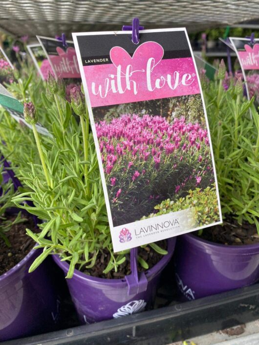 Lavandula 'Lavinnova® With Love' Lavender 6" Pot