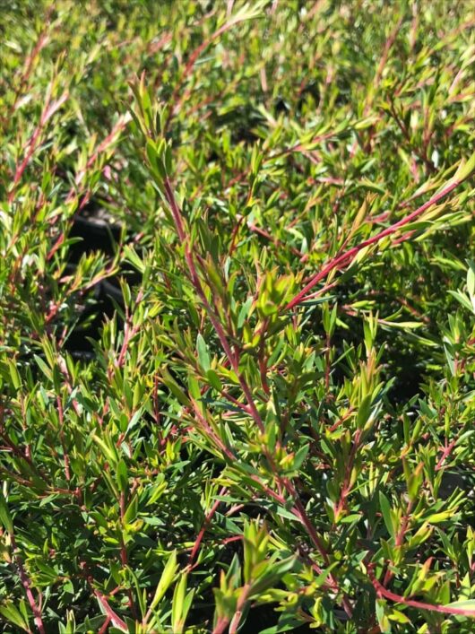 Leptospermum 'Tickled Pink' PBR Tea Tree