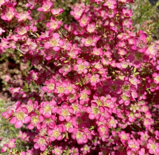 Leptospermum 'Tickled Pink' PBR Tea Tree