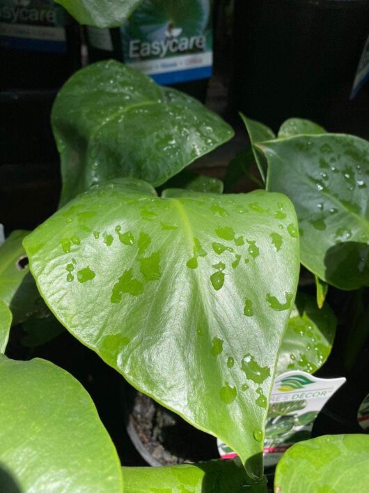 Monstera tauerii 'Dwarf' 6" Pot