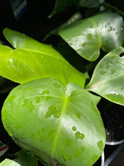 Monstera tauerii 'Dwarf' 6" Pot