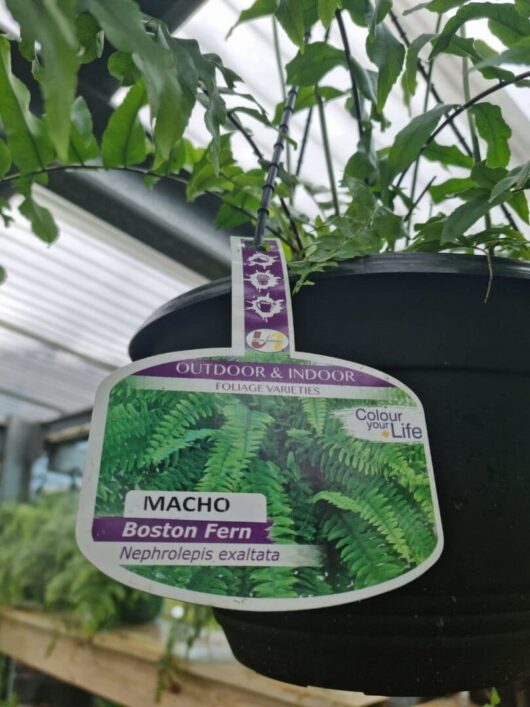 Nephrolepis 'Macho Boston Fern' 10" Pot (Hanging Basket)