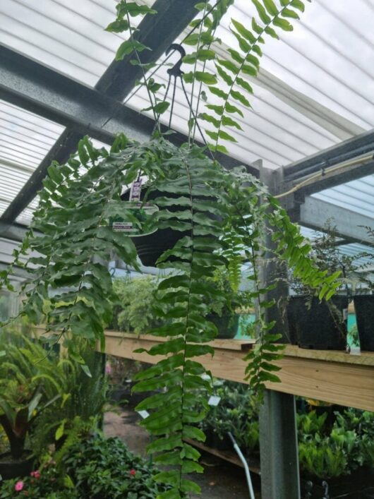 Nephrolepis 'Macho Boston Fern' 10" Pot (Hanging Basket)