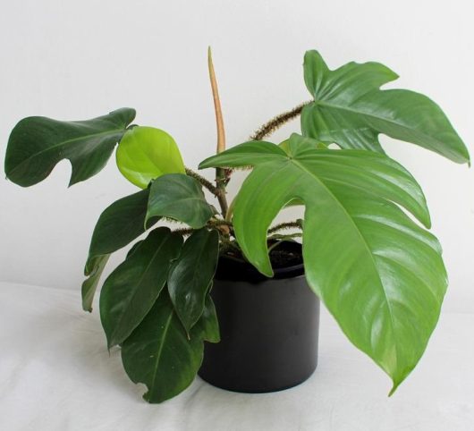 Philodendron pedatum x squamiferum Florida. Bright green tropical indoor climbing plant or jungle plant