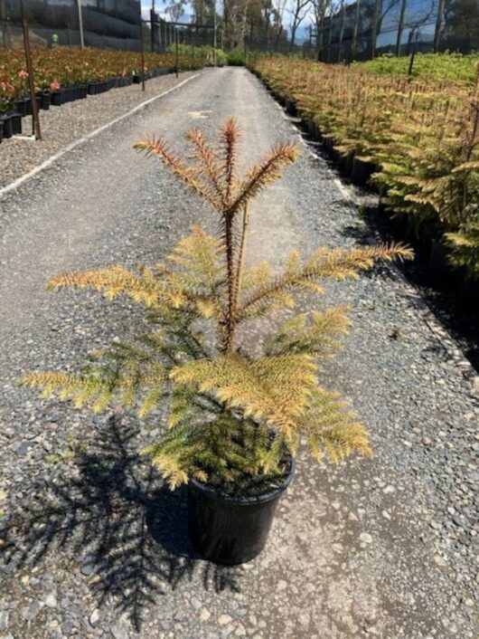 Pinus radiata 'Monterey Pine' 10" Pot