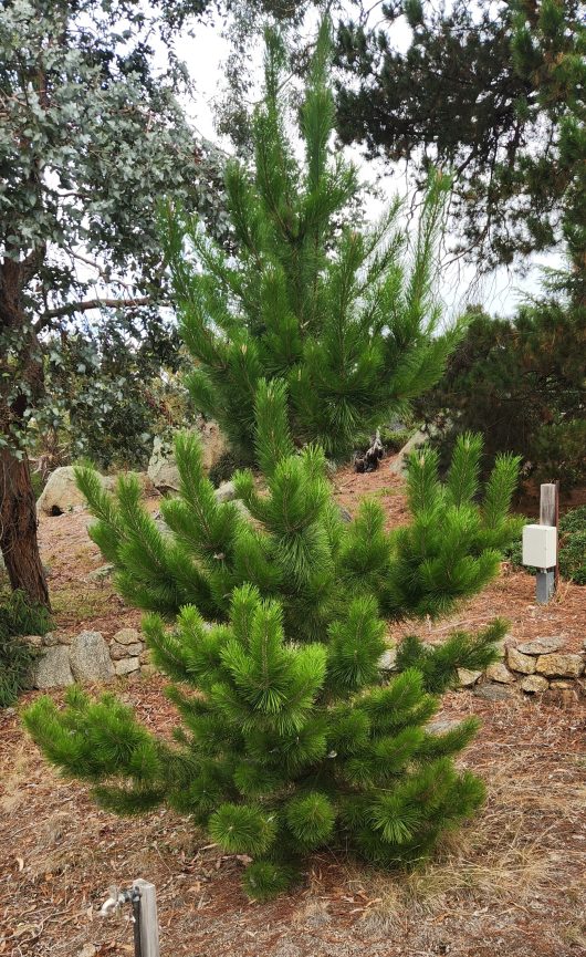 A young Pinus radiata 'Monterey Pine' from a 10" pot displays dense green needles, thriving resiliently in a dry, rocky landscape amidst trees and vegetation.