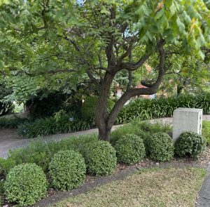 pittosporum tenuifolium golf ball pittosporum compact round shaped ball or sphere perfect green border plant underneath a tree