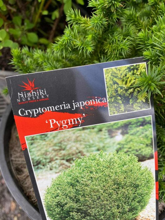 Cryptomeria 'Dwarf Japanese Cedar' 8" Pot