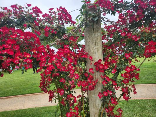 Rosa Bloomfield Courage Red climbing Rose on timber pole