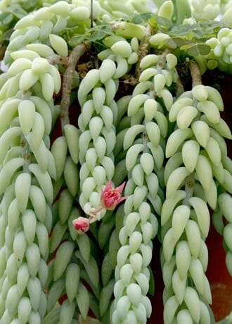 Hanging Basket Succulents