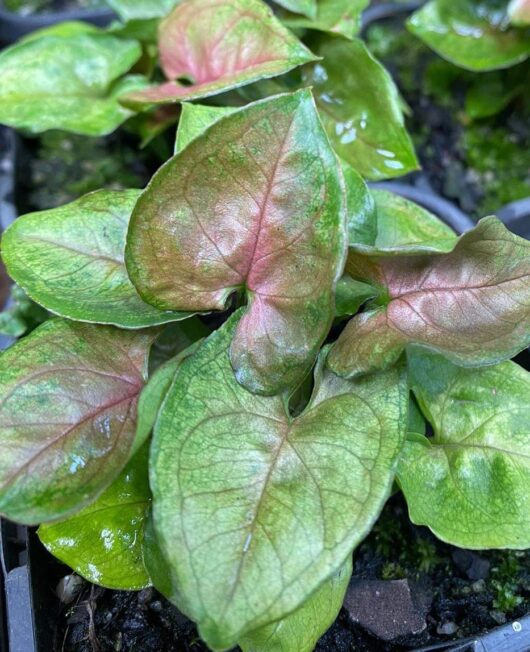 Syngonium 'Berries'