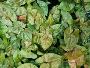 Syngonium Berries foliage