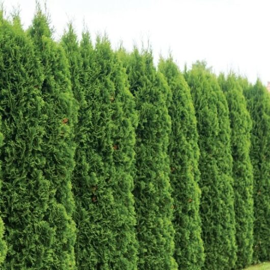 Thuja 'Green Coloumn Conifer' 6" Pot