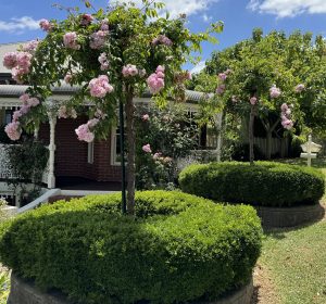 Rosa carpet rose apple blossom pink standard weeping rose feature with green hedge