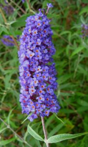 A close-up of the Buddleja 'Nanho Blue' in a 6" pot reveals a dense cluster of small purple flowers with vibrant orange centers on a tall spike, surrounded by lush green leaves.