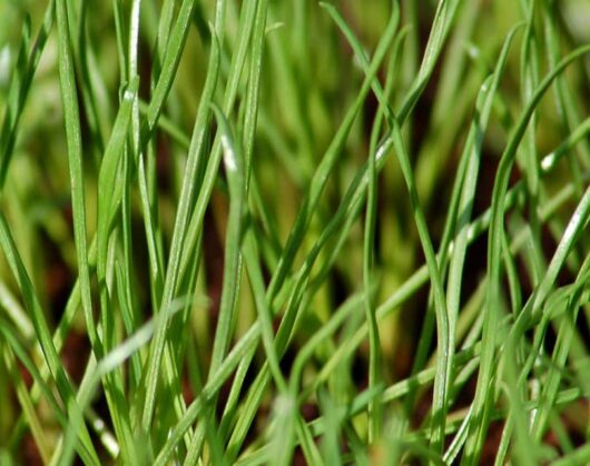 Cat Grass Plant 4" Pot