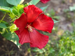 Red Hibiscus rosa sinensis 'Chinese Hibiscus' 6" Pot flower in the garden.