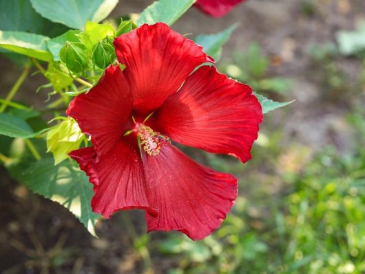 Red Hibiscus rosa sinensis 'Chinese Hibiscus' 6" Pot flower in the garden.