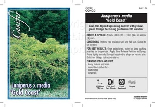 Juniperus x media 'Gold Coast' 8" Pot