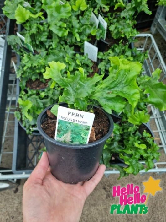 Nephrolepis 'Nicholas Diamond' Fern 5" Pot