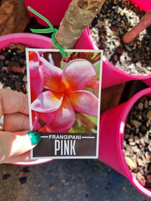 Plumeria 'Common Pink' Frangipani