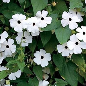 The Thunbergia 'Black Eyed Susan' White hanging basket boasts white blooms with dark centers and lush green foliage, creating a stunning display reminiscent of the Thunbergia vine.