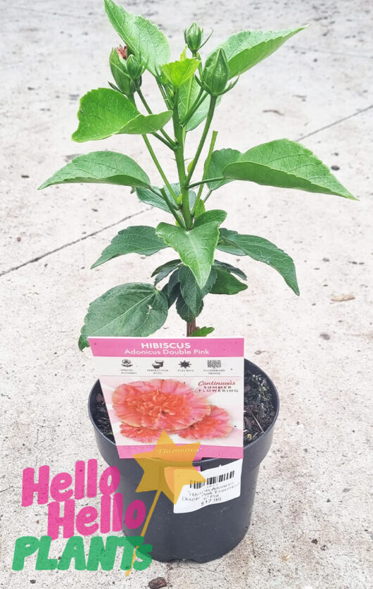 Hibiscus adonicus 'Double Pink' 6" Pot